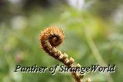 IMG 4267