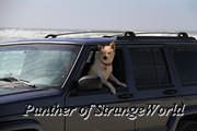 09 - Jeep Dog (3997)