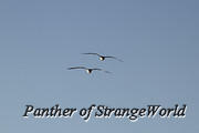 16 - Formation Flyers (4145)