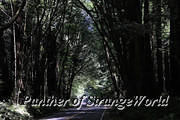 21 - Forest Road (4341)