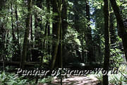 22 - Redwood Forest (4343)
