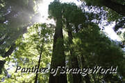 23 - Redwoods Up (4366)