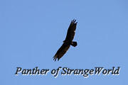 24 - Vulture (4460)