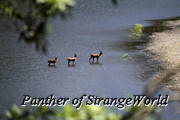 26 - Deer Trough Trees (4488)
