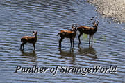 27 - Deer (4513)