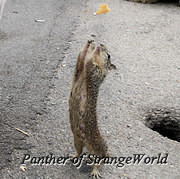 30 - Eager Chipmunk (4885)