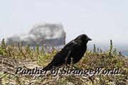31 - Raven (4902)