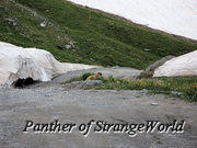 54 - MarmotInRoad