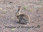 71 - Cottontail