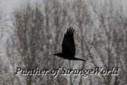 10-Raven