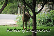 05 - Deer In Yard (5366)
