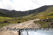 06 - Sheep On Road (5410)