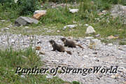 24 - Watchful Pair (5845)