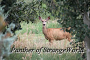 26 - Deer Through Trees (5940)