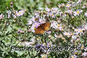 28 - Flutterby (6163)