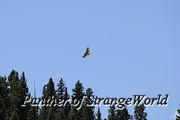 29 - Red Tailed Hawk (6175)