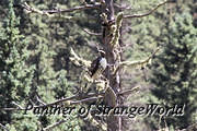 30 - Peregrine Falcon (6217)