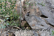 36 - Just Watching (6382)