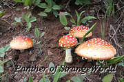 38 - Mushrooms (6390)