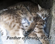 Bobcats