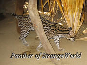 Ocelot