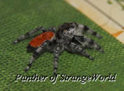 StrangeSpider