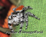 StrangeSpider2