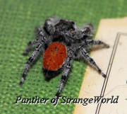 StrangeSpider3
