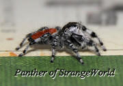 StrangeSpider4