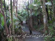 Trail